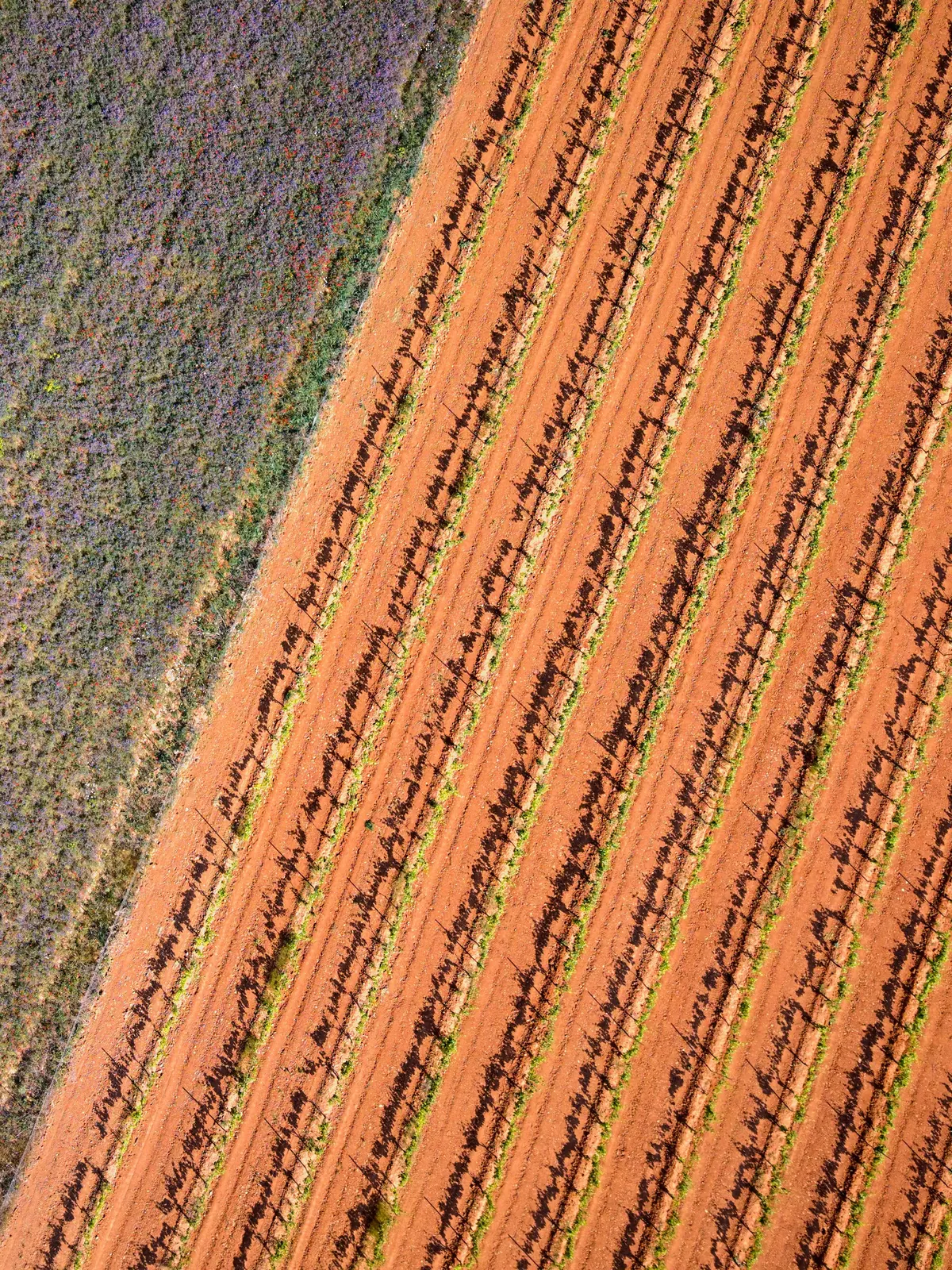 Vue de drone à la verticale sur un vignoble, des rangées de jeunes vignes qui tracent de longues diagonales sur une terre ocre, avec les ombres allongées par le soleil rasant et une parcelle de fleurs sauvages en bordure.